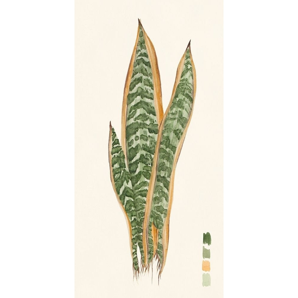 Snake Plants I Poster Print - Melissa Wang-VARPDX164316Z Image 1