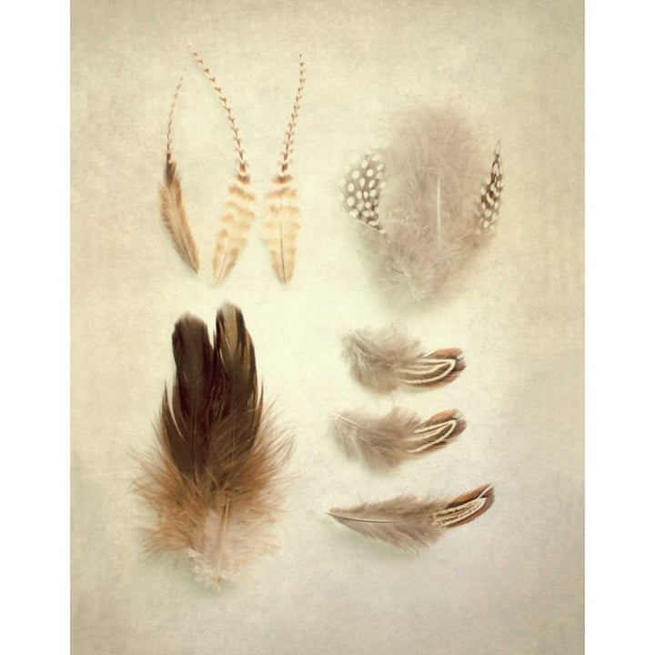 Feathers II Poster Print by Elizabeth Urquhart-VARPDX16433 Image 2