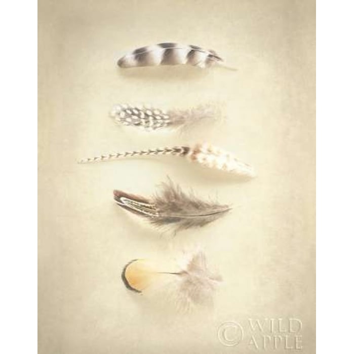 Feathers III Poster Print by Elizabeth Urquhart-VARPDX16434 Image 1