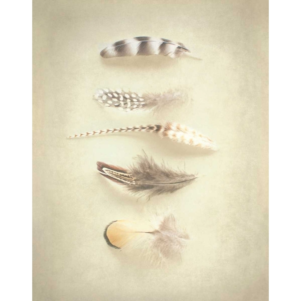 Feathers III Poster Print by Elizabeth Urquhart-VARPDX16434 Image 2