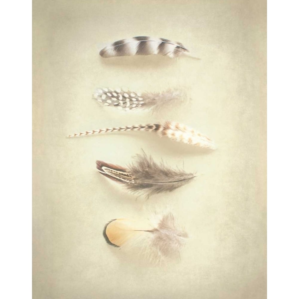 Feathers III Poster Print by Elizabeth Urquhart-VARPDX16434 Image 1