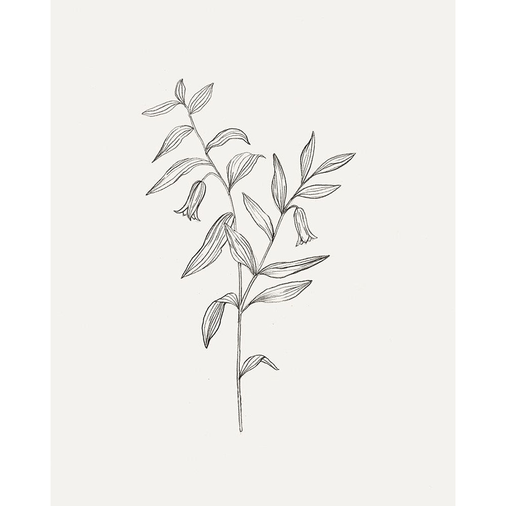 Wild Foliage Sketch IV Poster Print - Victoria Borges-VARPDX164365Z Image 1