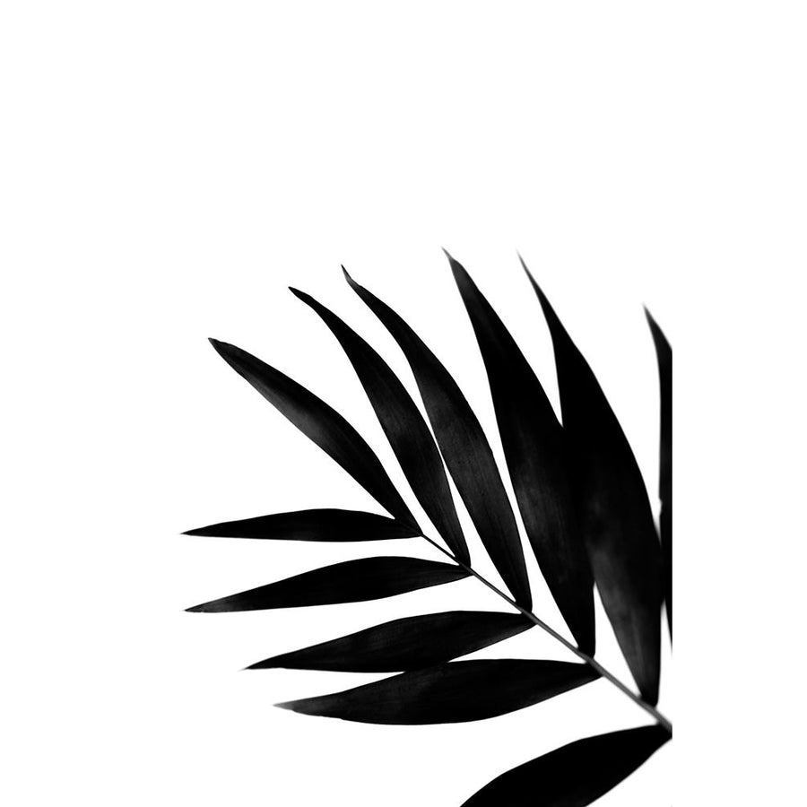 Black Palms II Poster Print - Renee W. Stramel-VARPDX164415Z Image 1