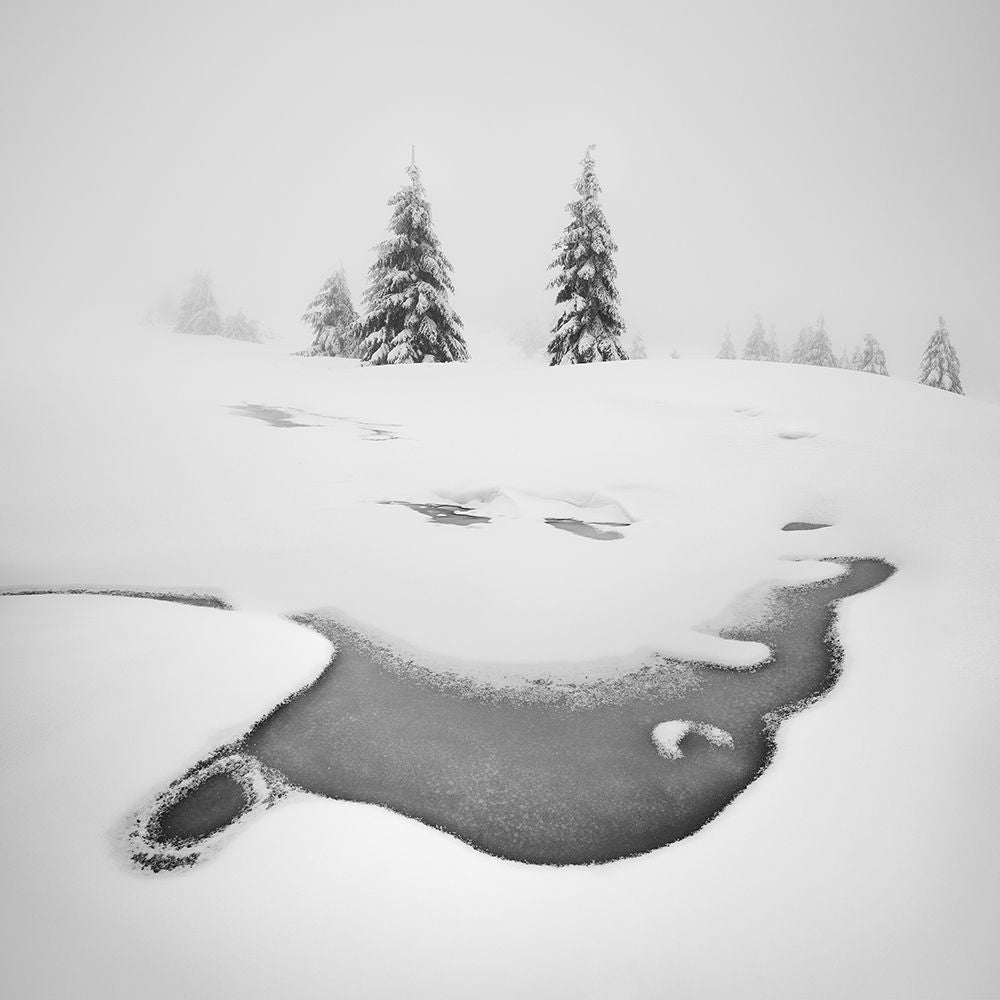 Frozen Swamps Poster Print - Daniel Rericha-VARPDX1646466 Image 1