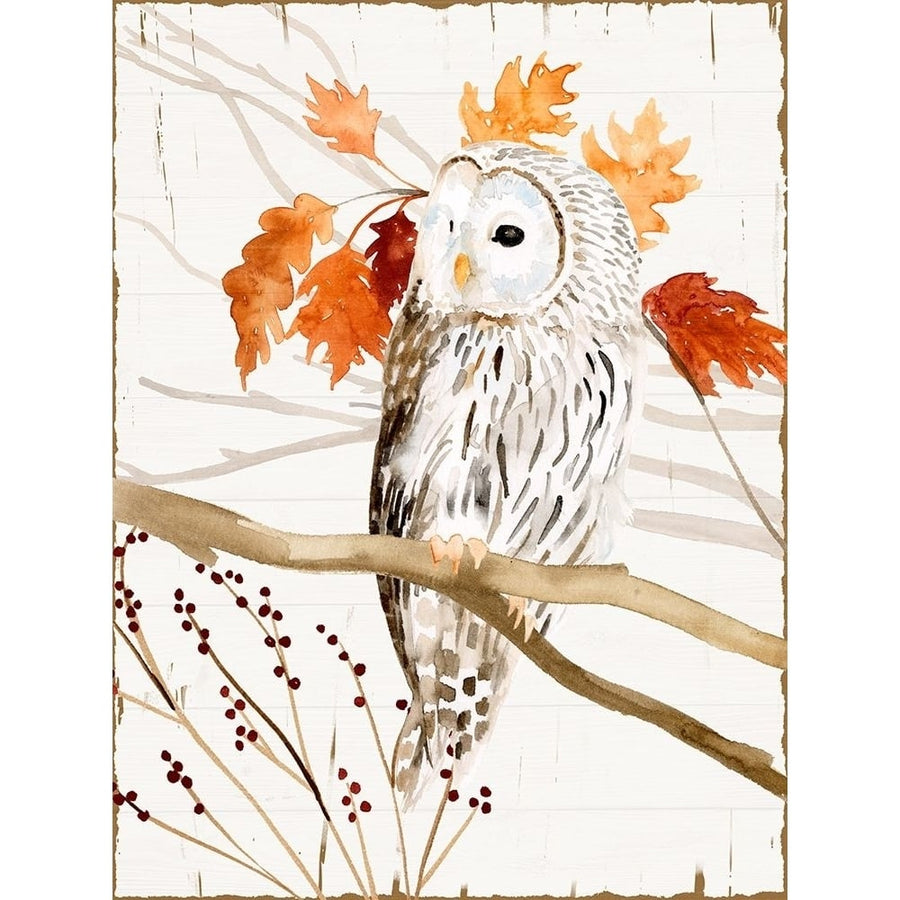 Harvest Owl II Poster Print - Victoria Borges-VARPDX164662D Image 1