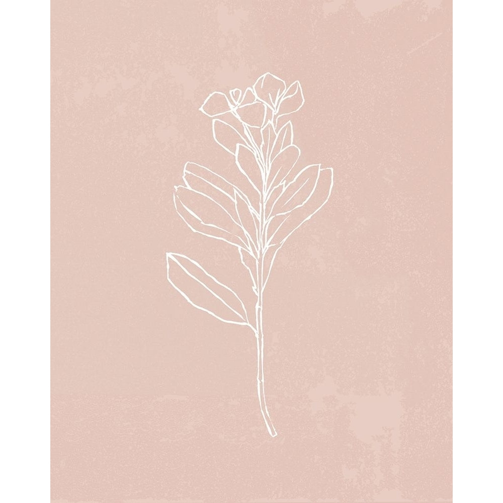 Blush Bloom I Poster Print - Annie Warren-VARPDX164824Z Image 1