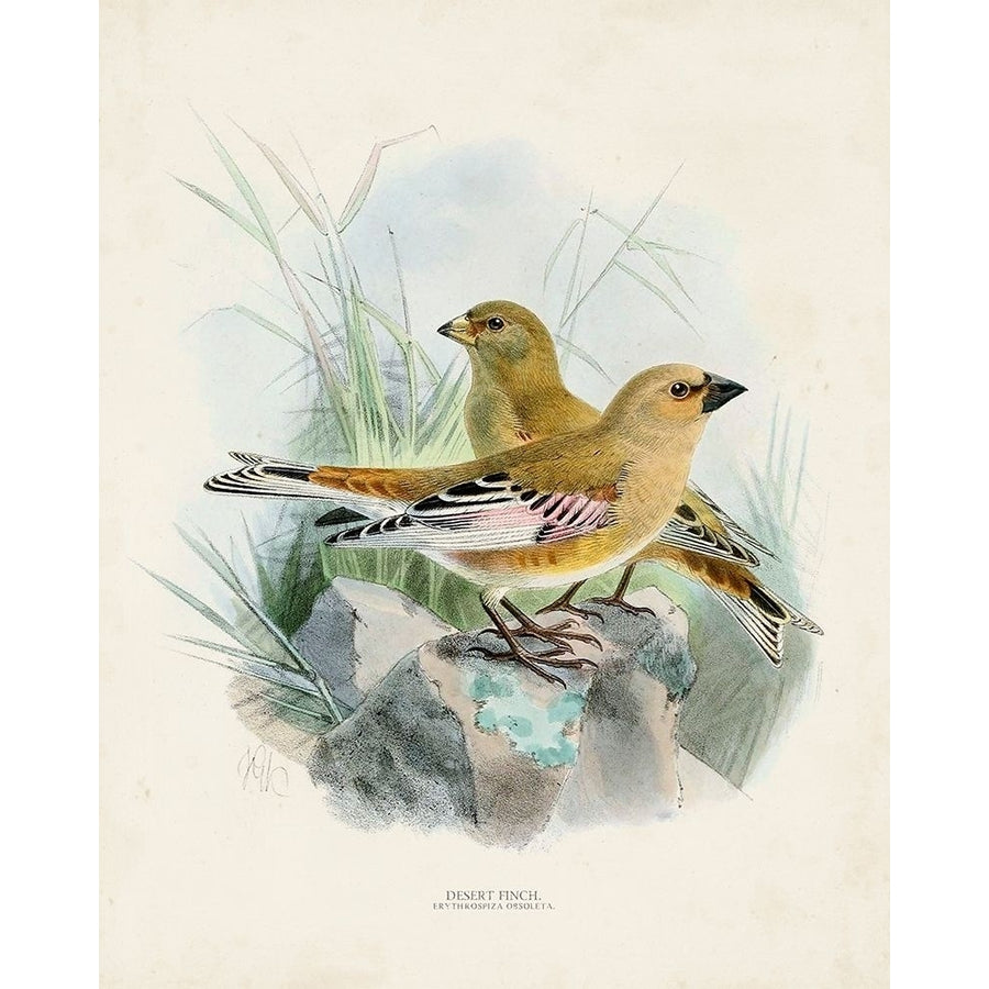 Antique Birds III Poster Print - Unknown-VARPDX164950Z Image 1