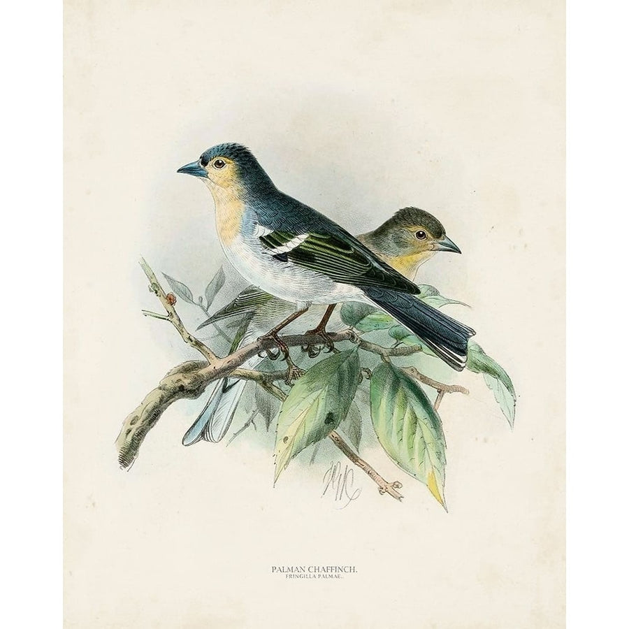 Antique Birds II Poster Print - Unknown-VARPDX164949Z Image 1