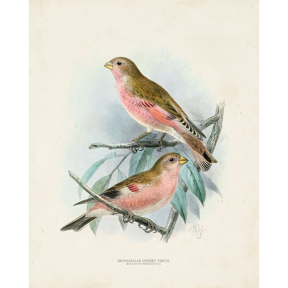 Antique Birds IV Poster Print - Unknown-VARPDX164951Z Image 1