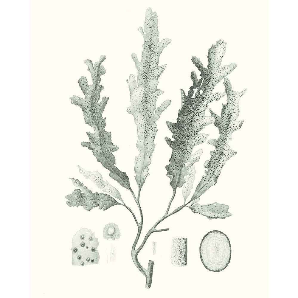 Sage Green Seaweed I Poster Print - Studio Vision-VARPDX164956Z Image 1