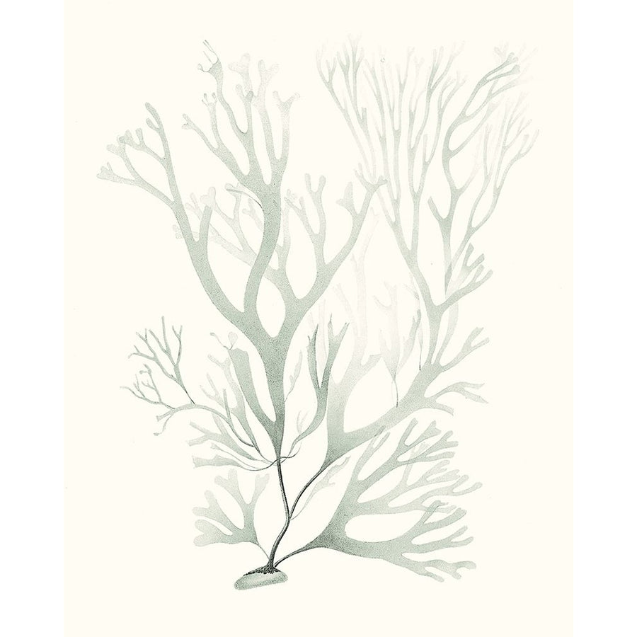 Sage Green Seaweed V Poster Print - Studio Vision-VARPDX164960Z Image 1