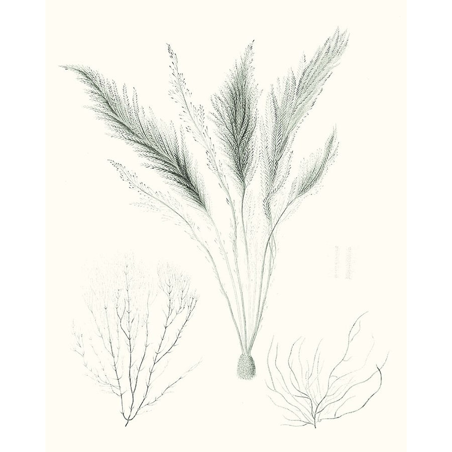 Sage Green Seaweed VIII Poster Print - Studio Vision-VARPDX164963Z Image 1