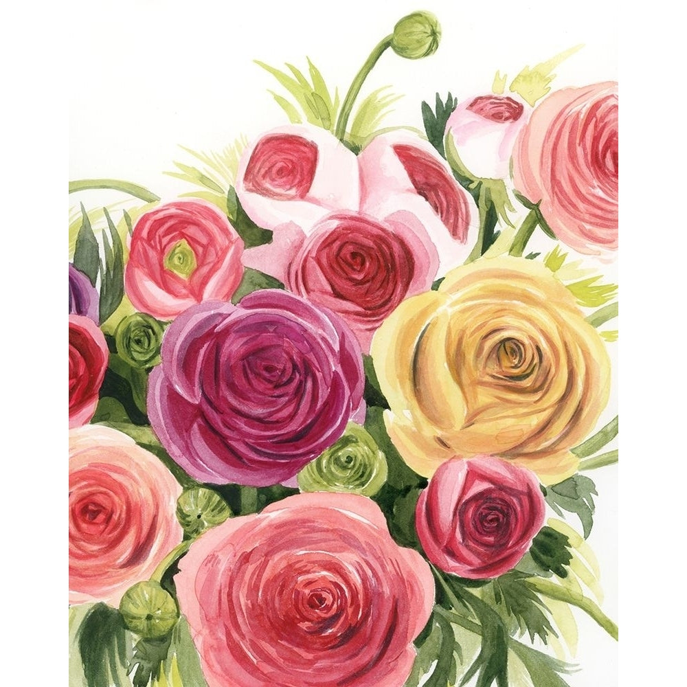 Ranunculus Study II Poster Print - Grace Popp-VARPDX165384Z Image 1