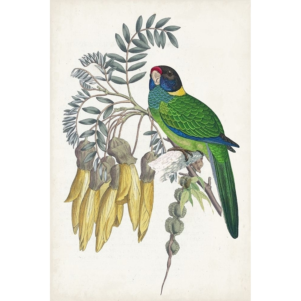 Tropical Bird and Flower II Poster Print - Studio Vision-VARPDX165654Z Image 1