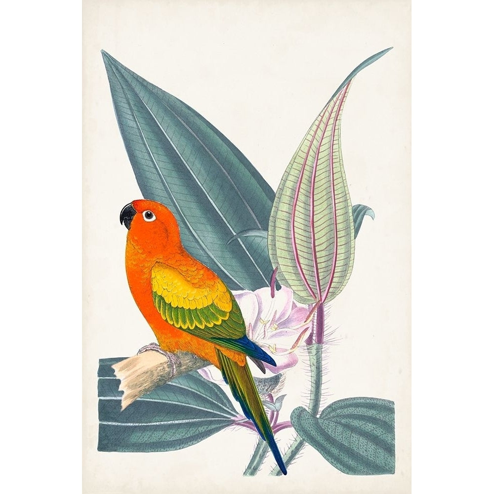 UA Tropical Bird and Flower IV Poster Print - Studio Vision-VARPDX165656Z Image 1