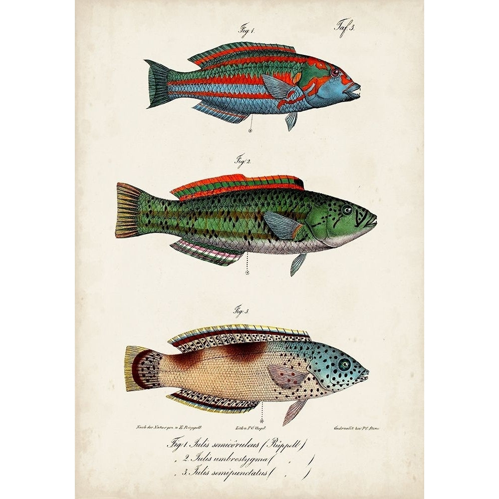 Antique Fish Trio I Poster Print - Studio Vision-VARPDX165695Z Image 1