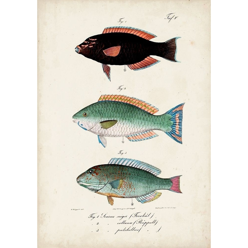 Antique Fish Trio IV Poster Print - Studio Vision-VARPDX165698Z Image 1