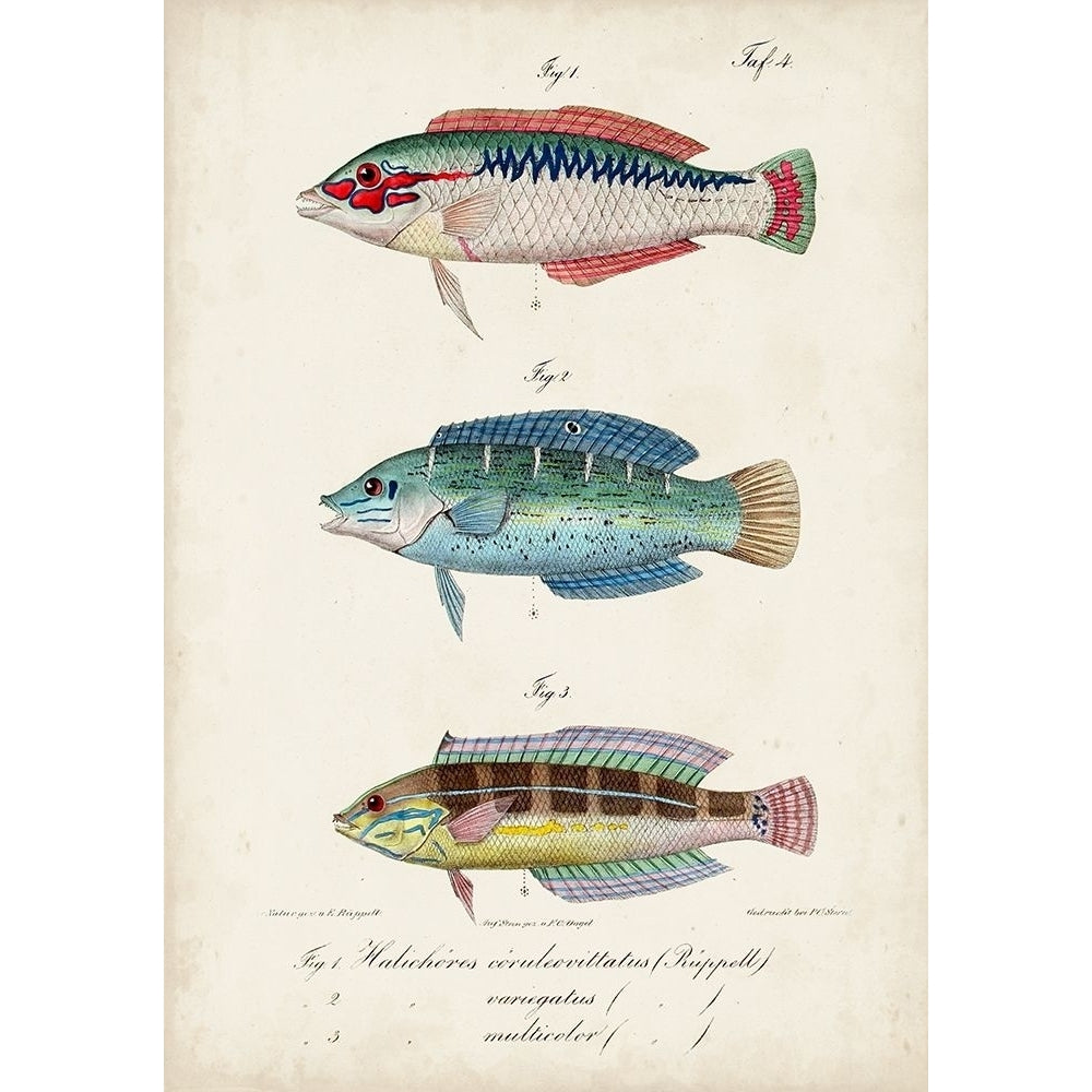 Antique Fish Trio II Poster Print - Studio Vision-VARPDX165696Z Image 1