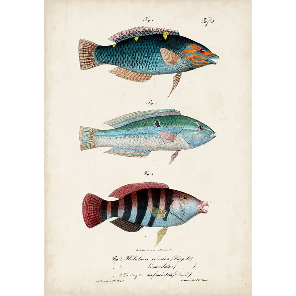 Antique Fish Trio III Poster Print - Studio Vision-VARPDX165697Z Image 1