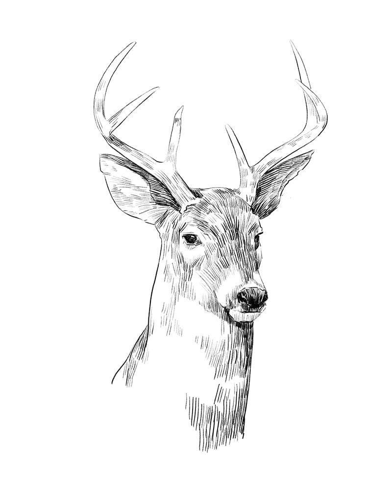 Young Buck Sketch I Poster Print - Emma Scarvey-VARPDX165903Z Image 1