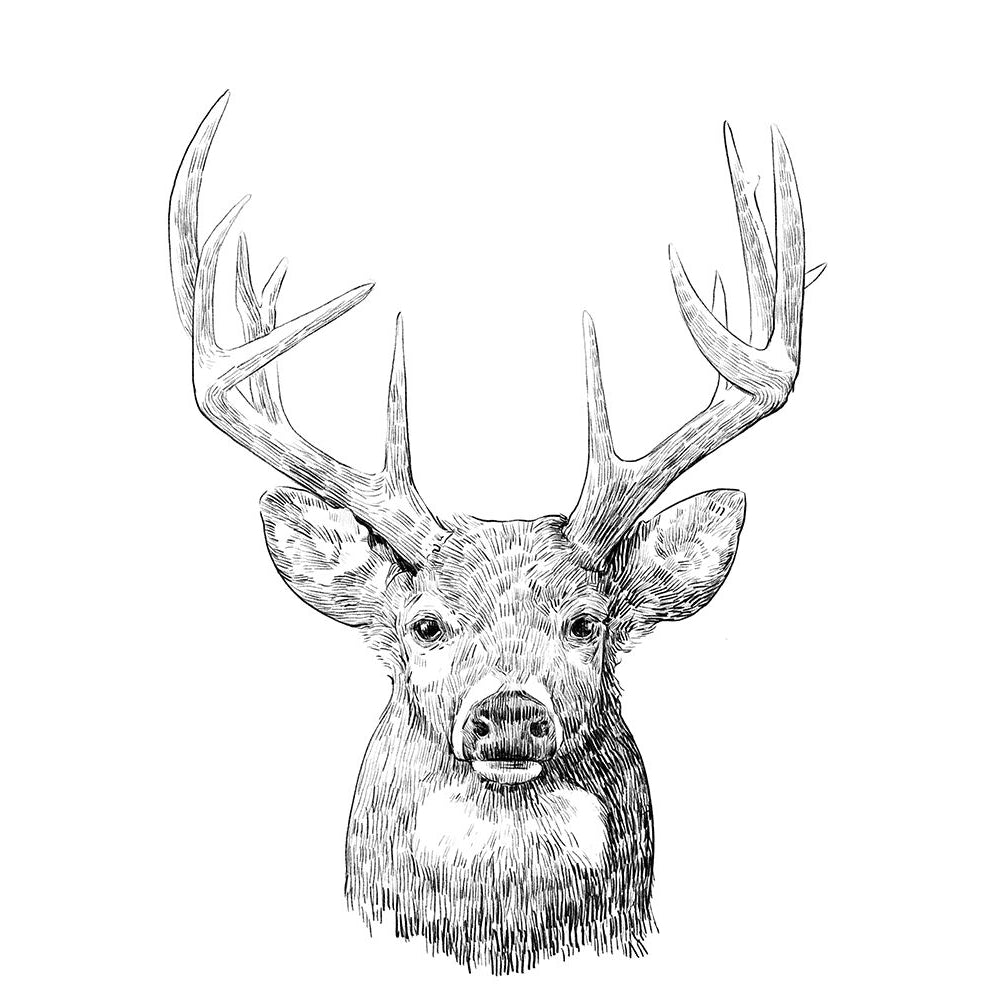 Young Buck Sketch II Poster Print - Emma Scarvey-VARPDX165904Z Image 1