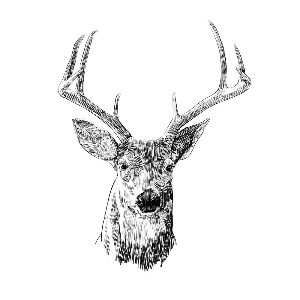 Young Buck Sketch III Poster Print - Emma Scarvey-VARPDX165905Z Image 1