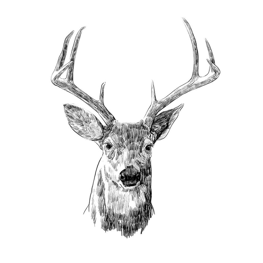 Young Buck Sketch III Poster Print - Emma Scarvey-VARPDX165905Z Image 1