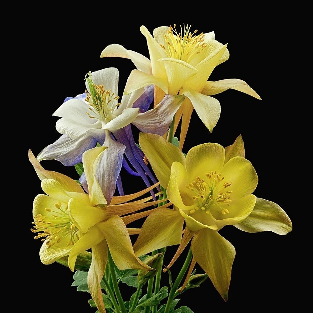 Columbines ~ Origami Mix Poster Print by Richard Reynolds-VARPDX1663 Image 1