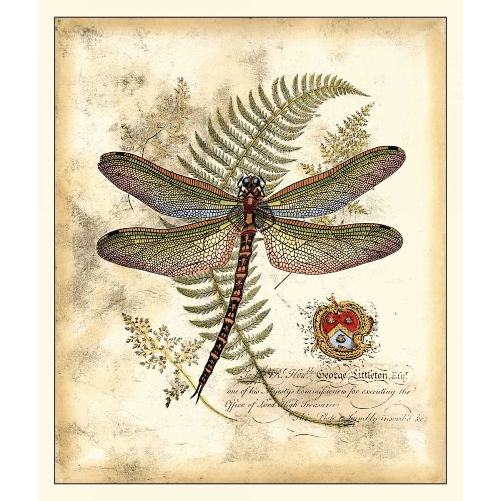 Regal Dragonfly I Poster Print - Studio Vision-VARPDX16652Z Image 1