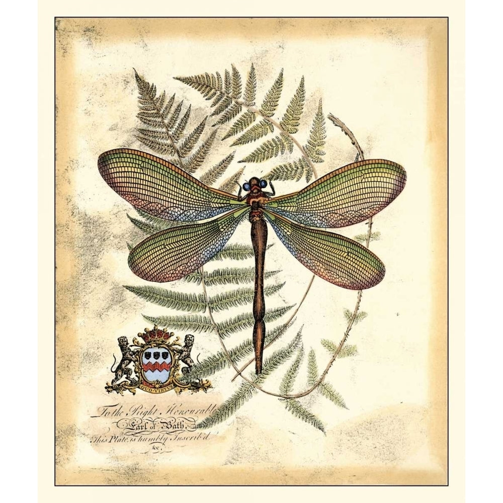 Regal Dragonfly II Poster Print - Studio Vision-VARPDX16653Z Image 1