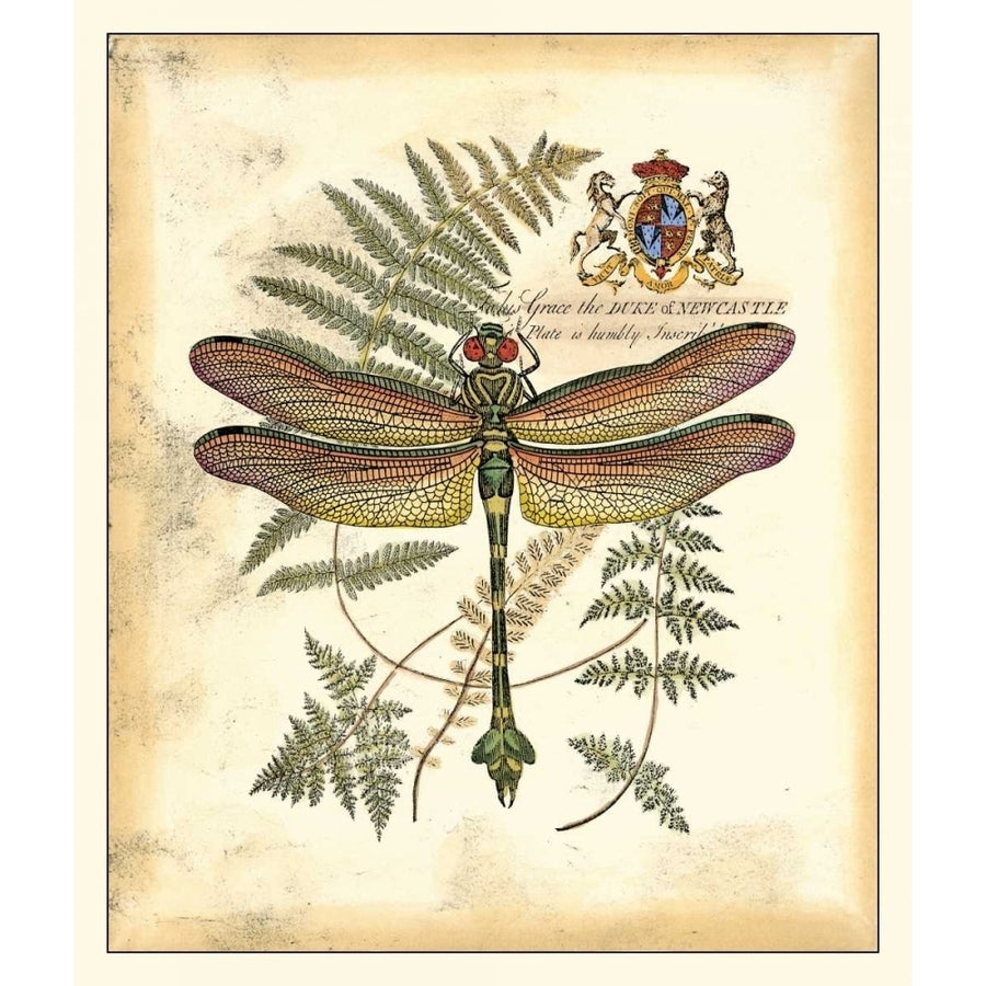 Regal Dragonfly III Poster Print - Studio Vision-VARPDX16654Z Image 1