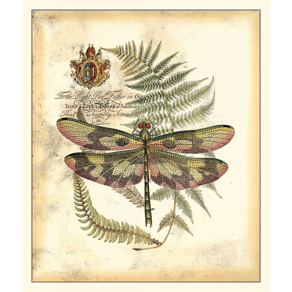 Regal Dragonfly IV Poster Print - Studio Vision-VARPDX16655Z Image 1