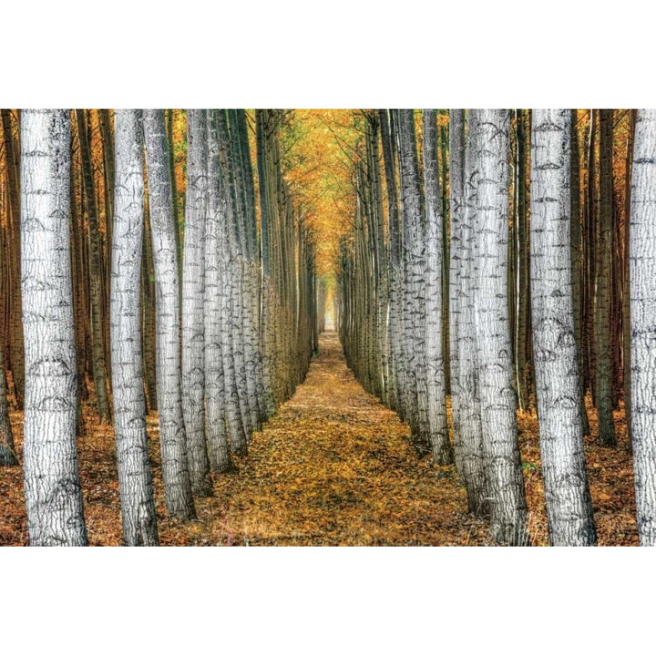 Tree Farm Poster Print by Michael Cahill-VARPDX16656 Image 2