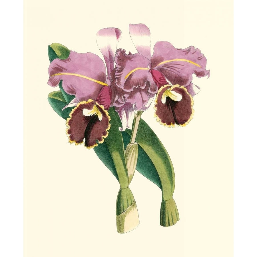 Magnificent Orchid II Poster Print - Studio Vision-VARPDX16724Z Image 1