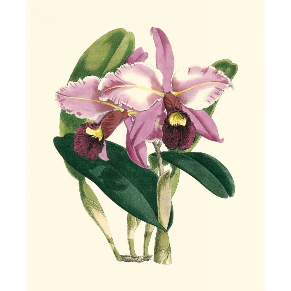 Magnificent Orchid III Poster Print - Studio Vision-VARPDX16725Z Image 1