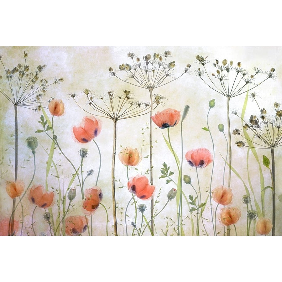 Poppy Meadow Poster Print - Mandy Disher-VARPDX1673301 Image 1