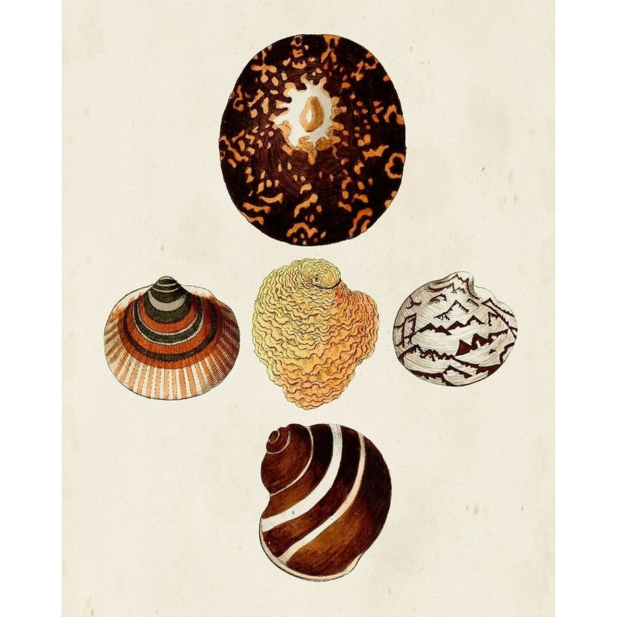 Knorr Shells V Poster Print - G.W. Knorr-VARPDX167467Z Image 1