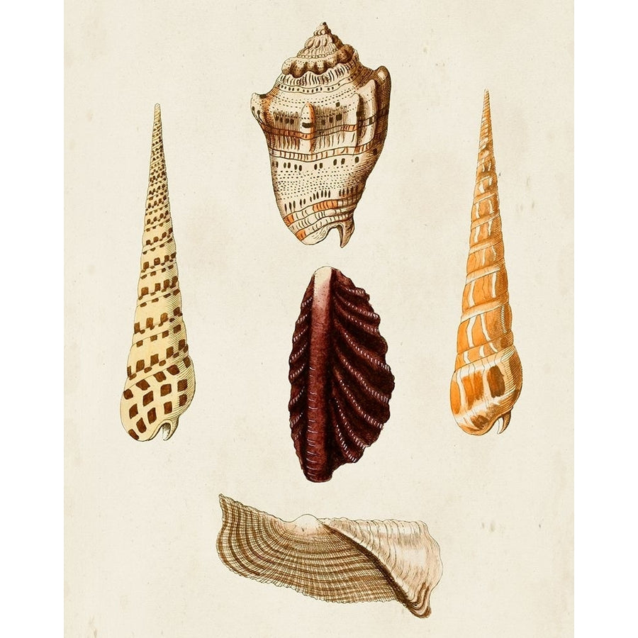 Knorr Shells VI Poster Print - G.W. Knorr-VARPDX167468Z Image 1