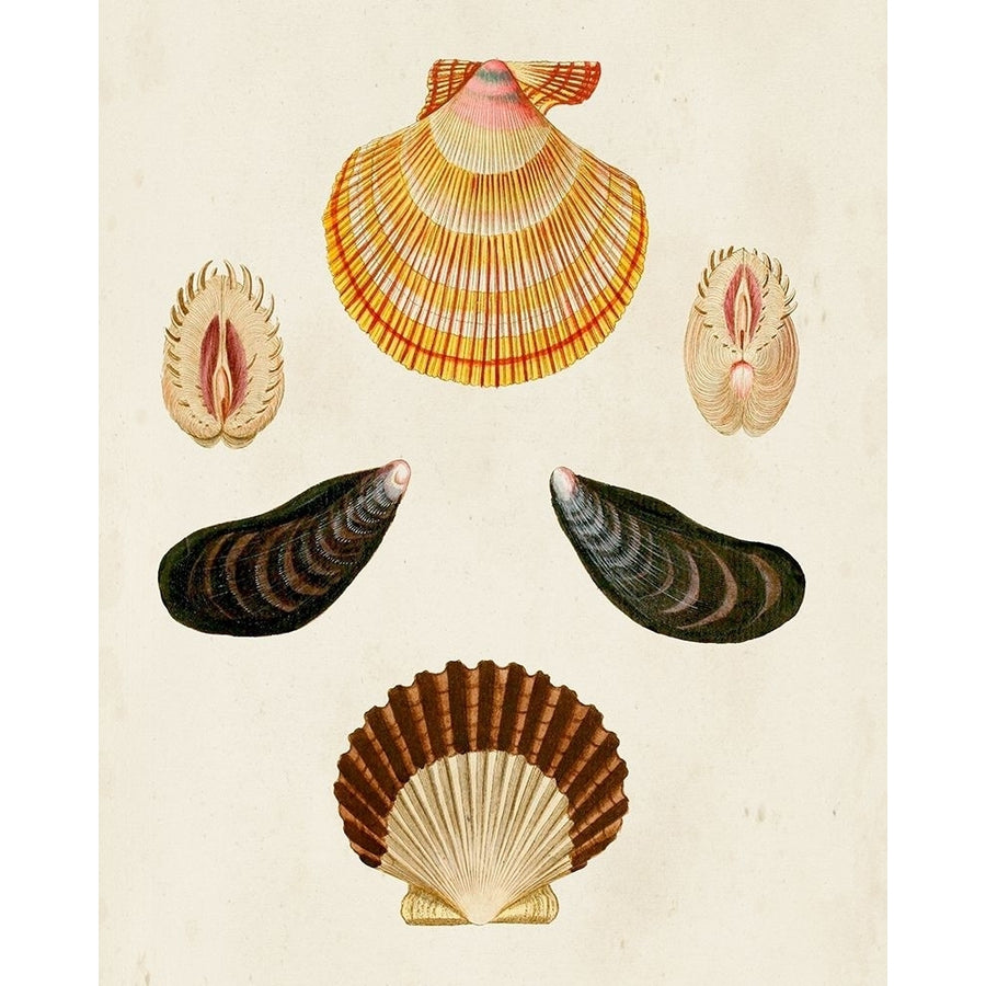 Knorr Shells I Poster Print - G.W. Knorr-VARPDX167463Z Image 1