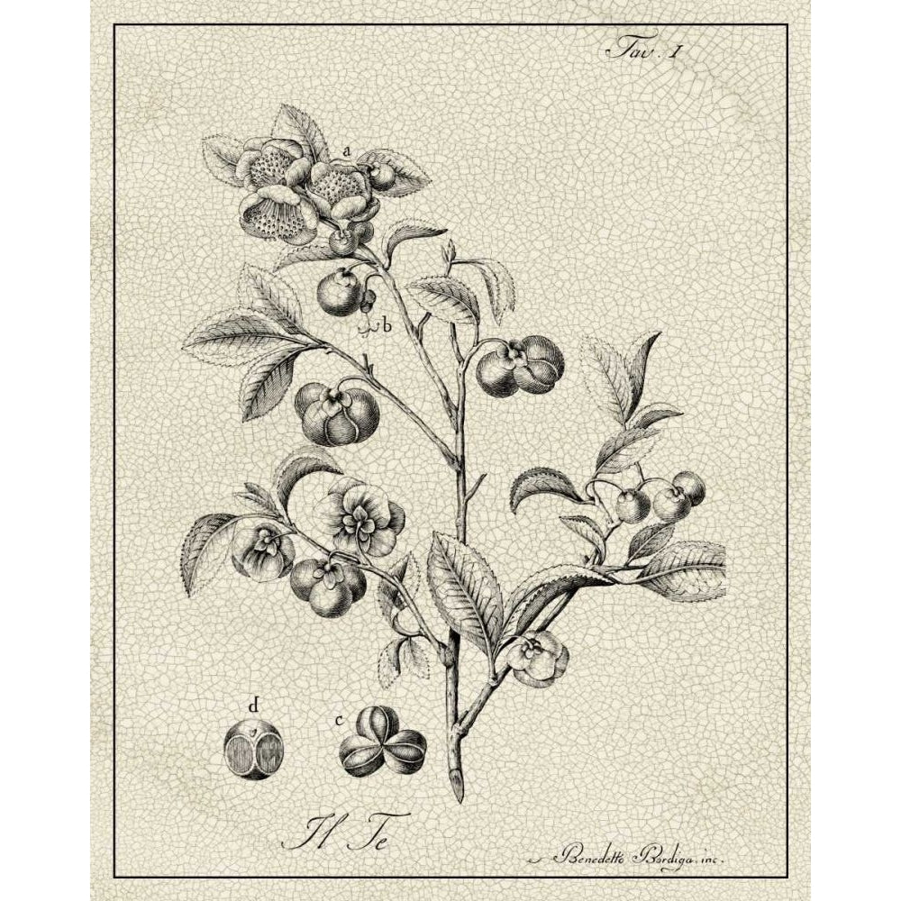 Antique Black and White Botanical IV Poster Print - Studio Vision-VARPDX167483ZK Image 1