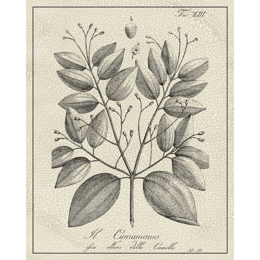 Antique Black and White Botanical VII Poster Print - Studio Vision-VARPDX167486ZK Image 1