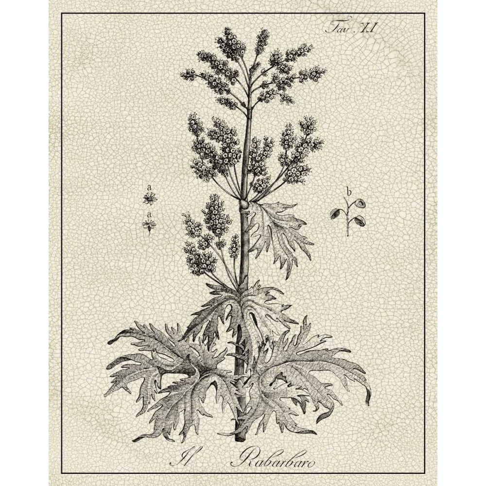 Antique Black and White Botanical III Poster Print - Studio Vision-VARPDX167482ZK Image 1