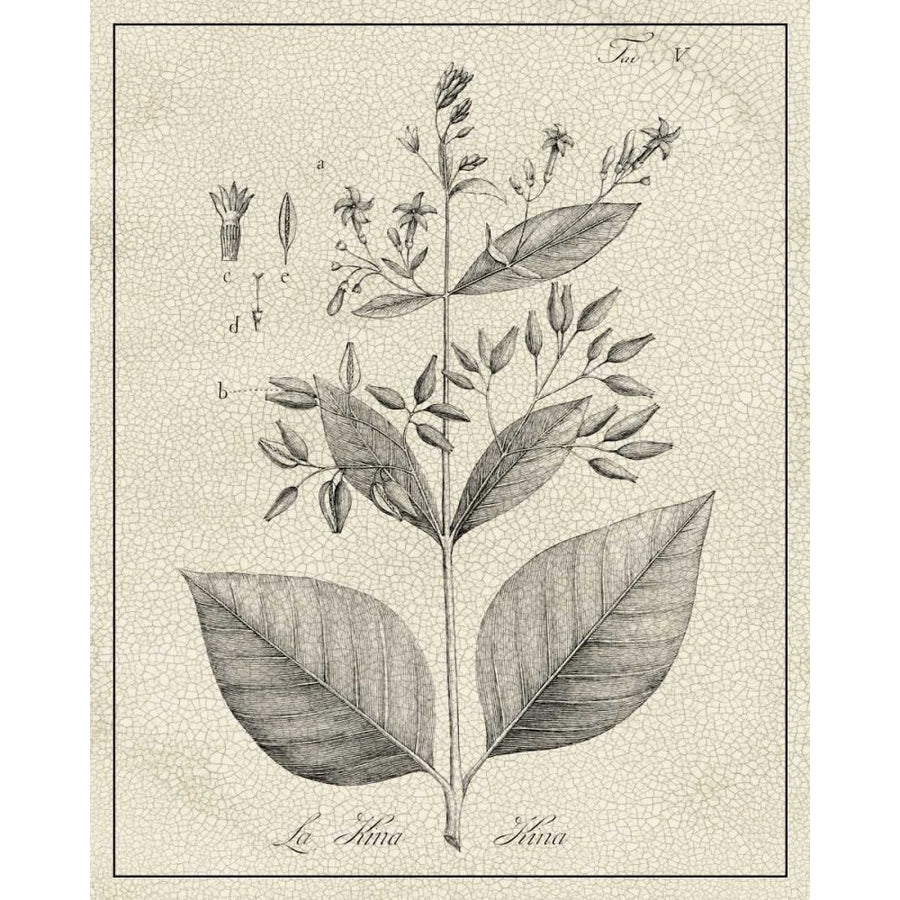 Antique Black and White Botanical II Poster Print - Studio Vision-VARPDX167481ZK Image 1