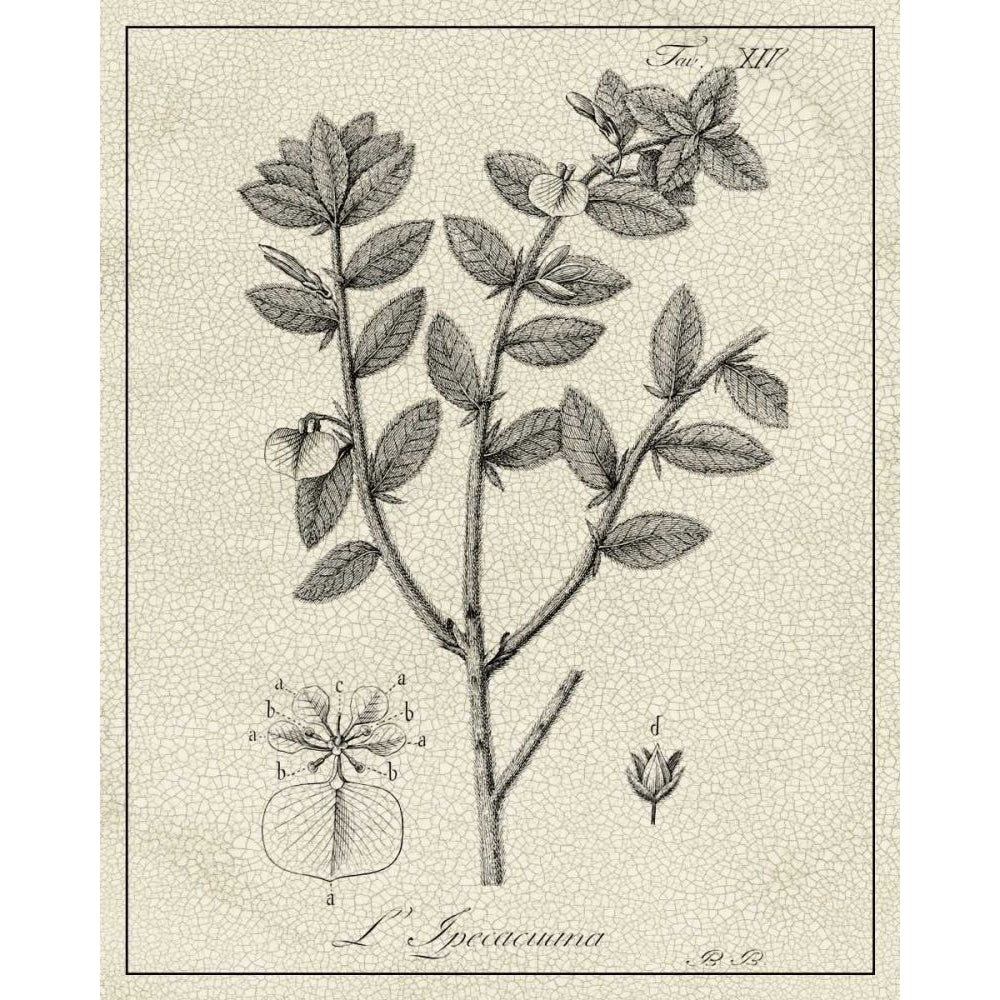 Antique Black and White Botanical VIII Poster Print - Studio Vision-VARPDX167487ZK Image 1