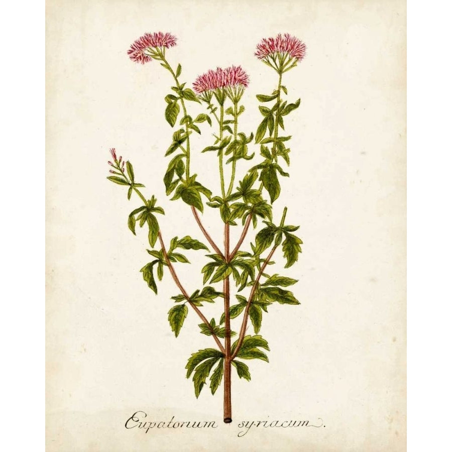 Antique Herb Botanical I Poster Print - Unknown-VARPDX167489Z Image 1