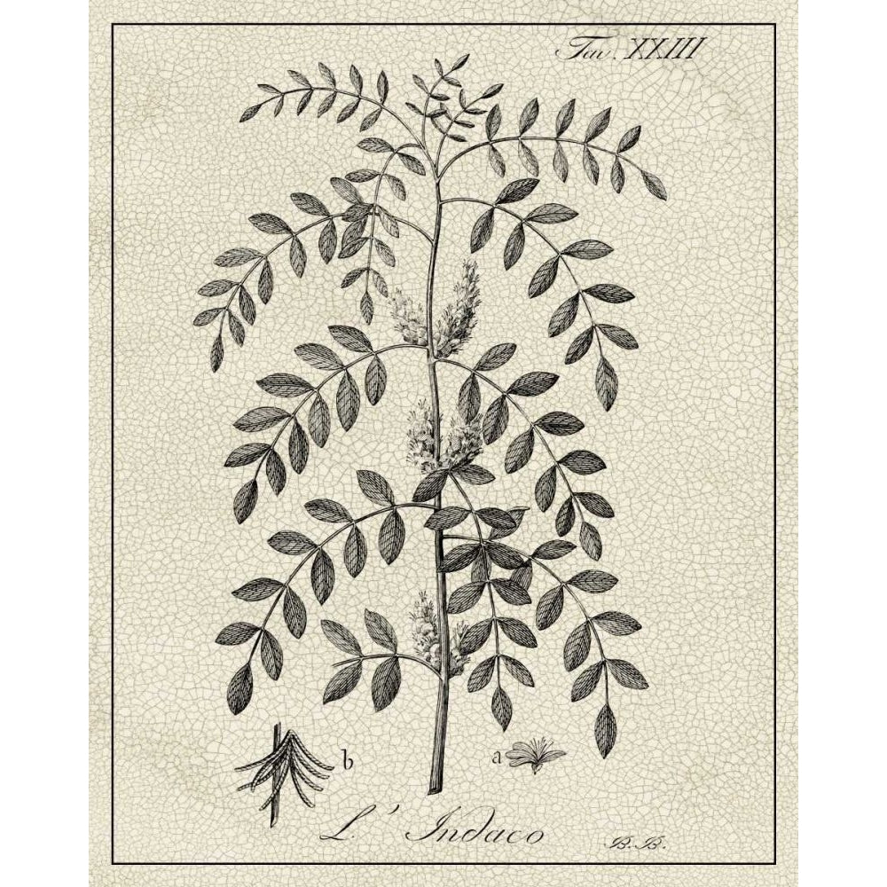 Antique Black and White Botanical IX Poster Print - Studio Vision-VARPDX167488ZK Image 1