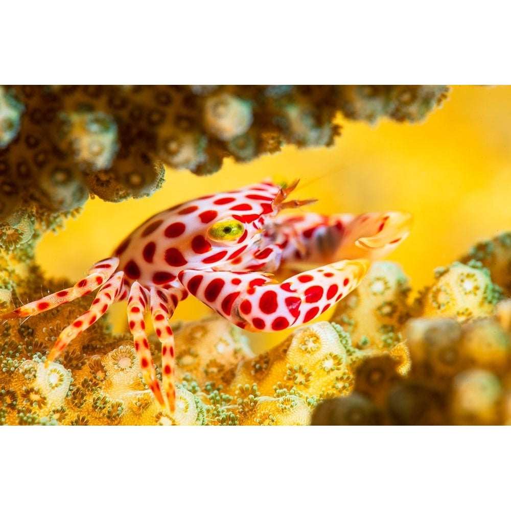 Red -Spotted Guard Crab Poster Print - Barathieu Gabriel-VARPDX1675671 Image 1