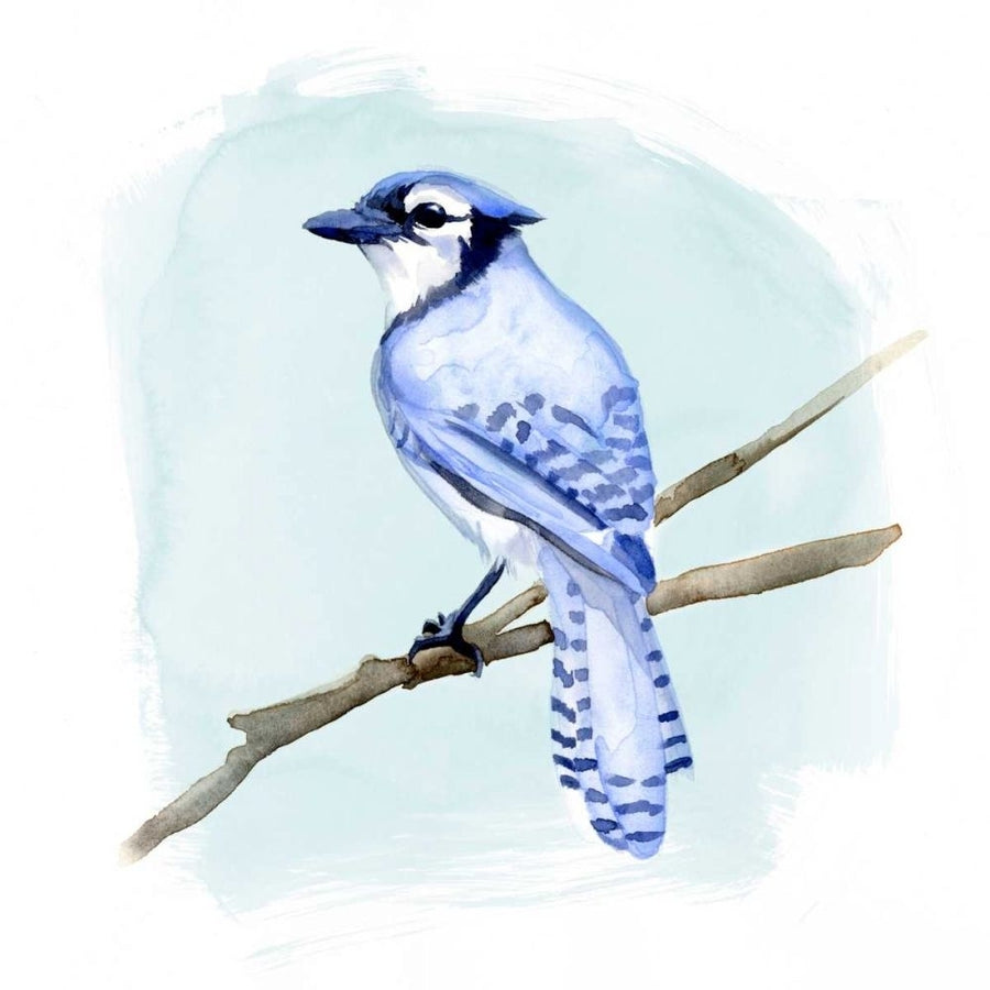 Coastal Blue Jay II Poster Print - Jacob Green-VARPDX167573D Image 1