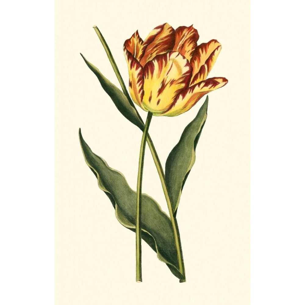 Vintage Tulips I Poster Print - Studio Vision-VARPDX16776Z Image 1