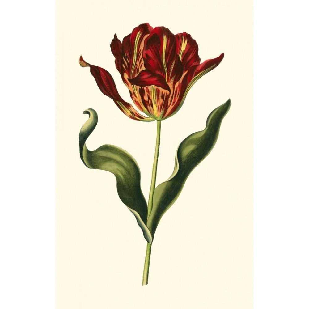 Vintage Tulips II Poster Print - Studio Vision-VARPDX16777Z Image 1